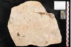 Foto (Objekt + Etikett) von Myrica lignitum Unger (NHMW-GEO-2024-0188-11395)